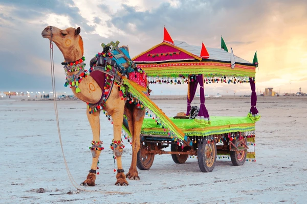 Camel Cart